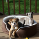Illustration for article titled Shooting Challenge Pets Gallery 1